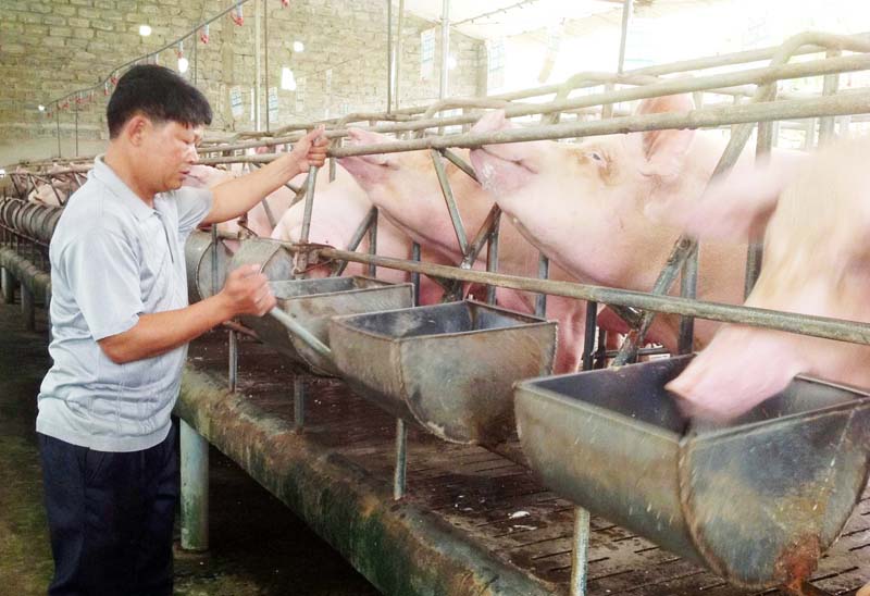 Dịch tả có nguy cơ gây ảnh hưởng đến đàn lợn TX Đông Triều và toàn tỉnh