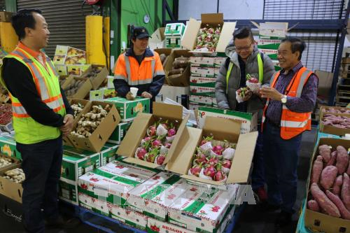 Trái thanh long tươi của Việt Nam bán tại chợ đầu mối hoa quả Sydney. Ảnh: Khánh Linh - Pv TTXVN tại Australia