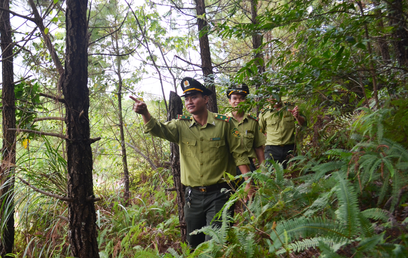  Lực lượng kiểm lâm TP Móng Cái tuần tra, kiểm soát rừng