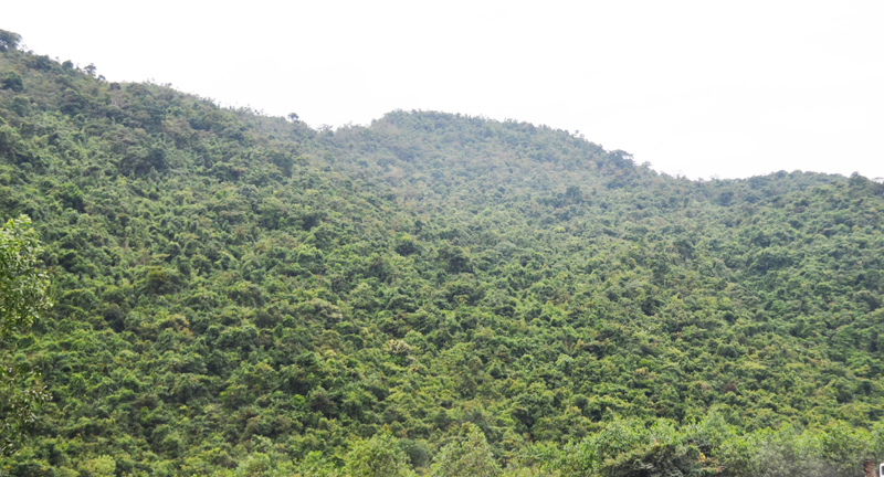  Mật độ che phủ rừng của Quảng Ninh đang là 54,1%