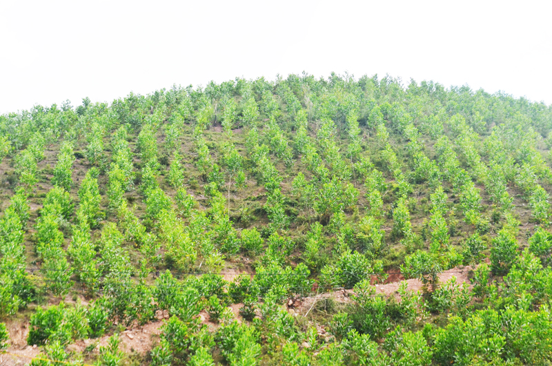 Cacs cánh rừng trồng sẽ chuyển sang trồng thâm canh, chu kỳ dài, nâng cao giá trị rừng