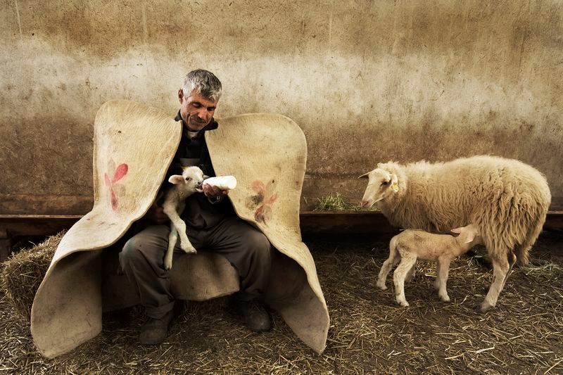 Người chăn cừu chăm sóc cho một chú cừu con sau khi mẹ của chú bị chết. (Nguồn: NatGeo)