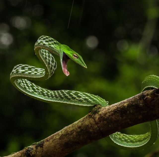 Rắn lục xanh ở rừng nhiệt đới Agumbe, Ấn Độ. (Nguồn: NatGeo)