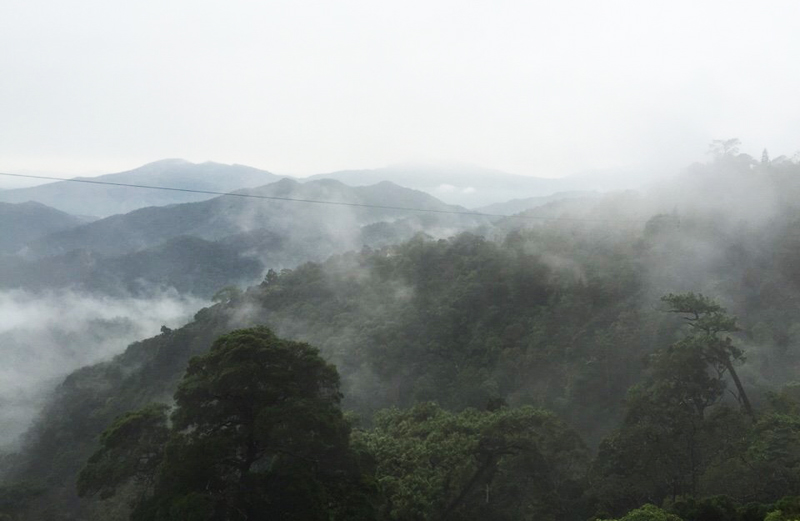 Với diện tích rộng, chất lượng rừng tốt, Rừng Quốc gia Yên Tử là môi trường thuạn lợi để Công ty CP Phát triển Tùn Lâm phát triển dịch vụ du lịch tâm linh