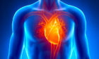 Những điều ít biết về tim người