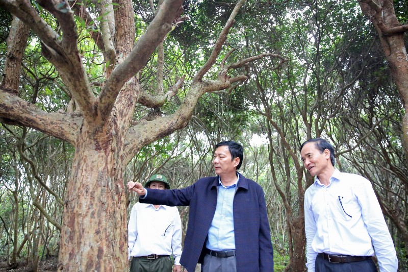 Bi thư Tỉnh ủy yêu cầu phải bảo tồn chặt chẽ khu rừng Trâm tại Đảo Minh Châu 