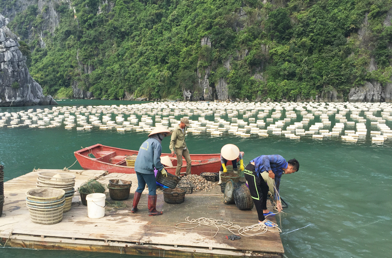 Người dân thả nuôi thương phẩm ngao giá tại vùng biển xã Bản Sen, huyện Vân Đồn.