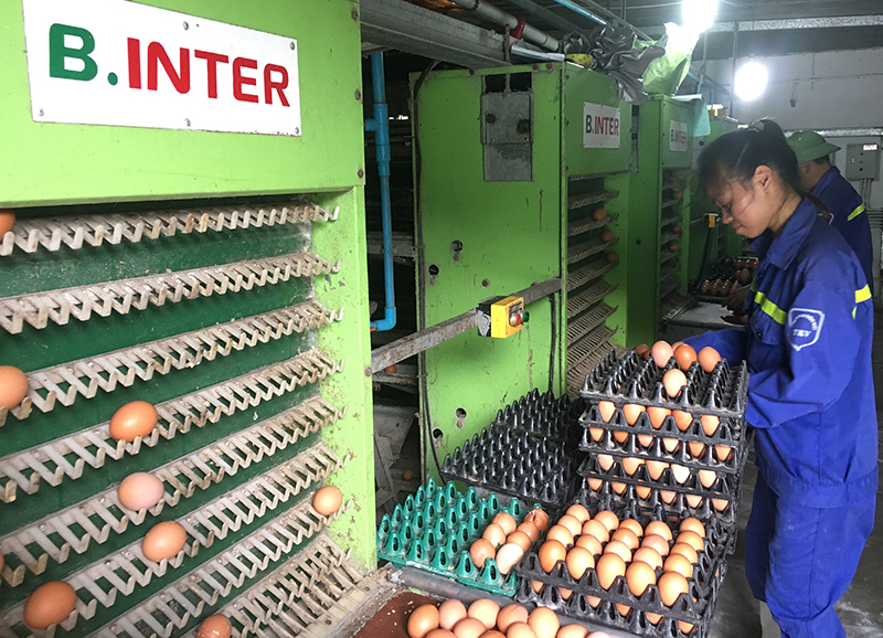 Sản xuất trứng gà tại Công ty CP Khai thác khoáng sản Thiên Thuận Tường 