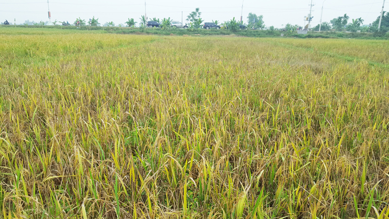  Một cánh đồng lúa tại xã Sông Khoai, TX Quảng yên bị giảm sản lượng do nhiễm  bệnh bạc lá