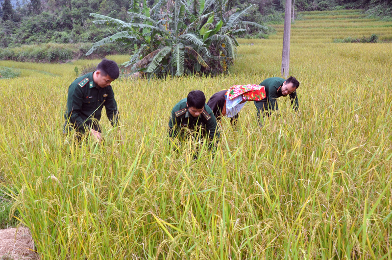 Cán bộ, chiến sĩ của đơn vị thu hoạch lúa giúp đồng bào bản Phai Lầu, xã Đồng Văn