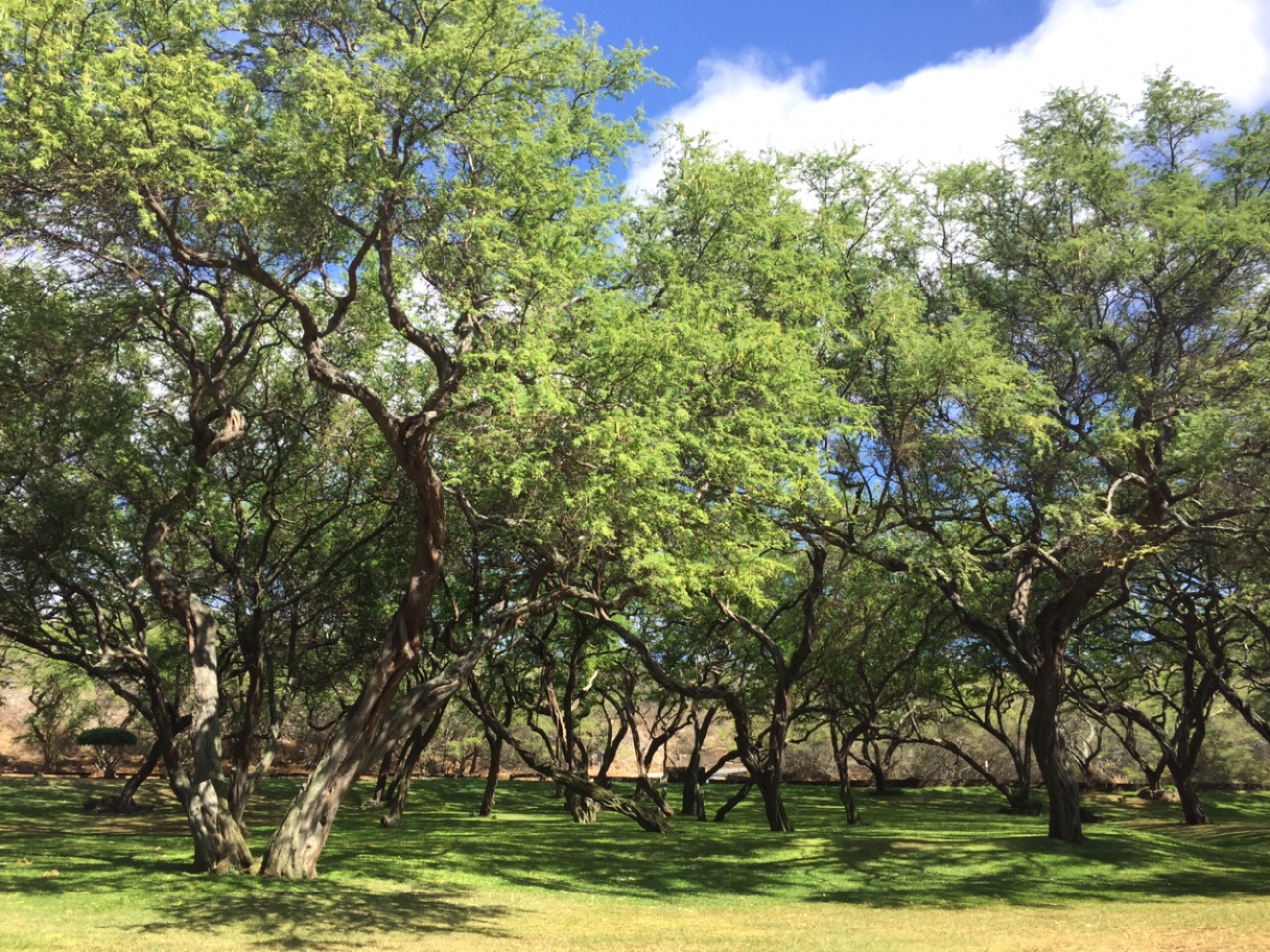Cây xanh được bảo tồn và chăm sóc kỹ cang tại vịnh Wakiki.
