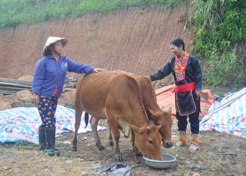 Chị Bàn Thị Xoan chia sẻ kinh nghiêm chăn nuôi bò cho chị em trong thôn.