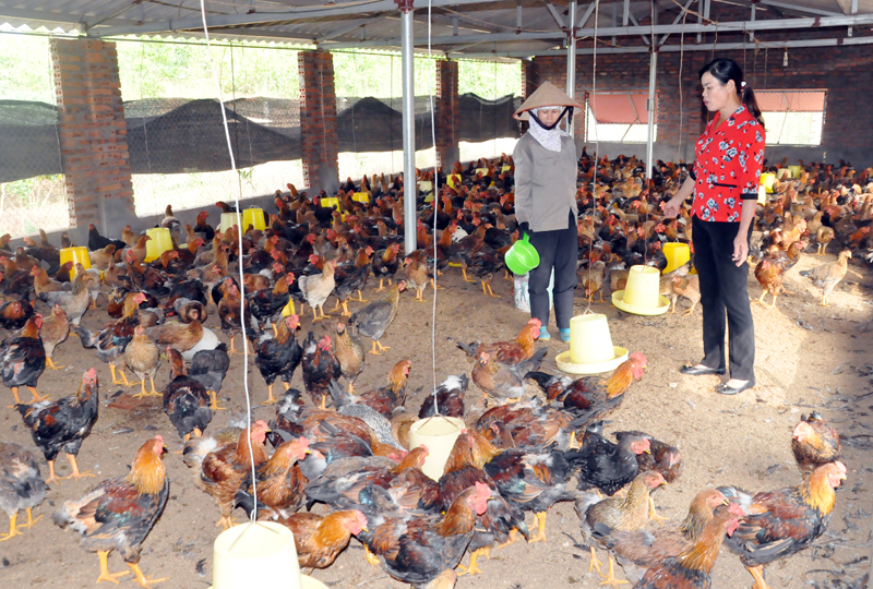 Được sự giúp đỡ của Hội PN xã, chị Vũ Thị Nga (bên trái) mạnh dạn vay vốn mua hàng trăm con gà về chăn nuôi phát triển kinh tế gia trại.