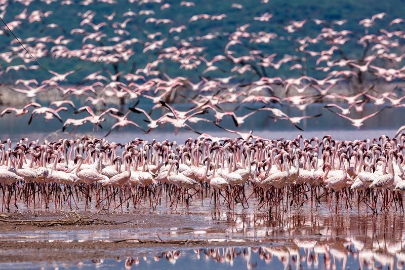 Vũ khúc hồng hạc. (Nguồn: NatGeo) Hàng năm, từ cuối tháng Tám đến đầu tháng Mười, hồ Bogoria của Kenya lại thu hút hàng trăm ngàn con chim hồng hạc di cư đến. 