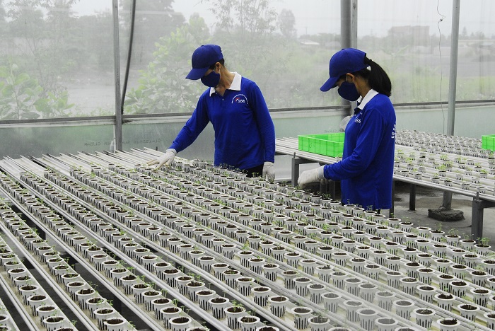 Nữ công nhân sản xuất rau xanh theo công nghệ hiện đại tại Cơ sở sản xuất rau thuỷ canh 188 Mạo Khê (TX Đông Triều)