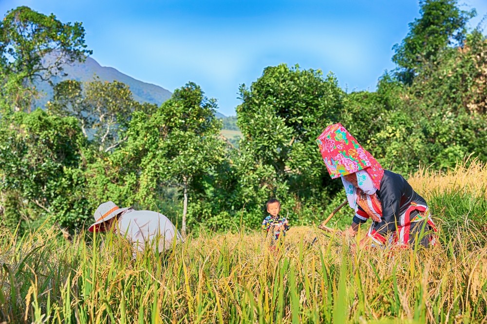 Người phụ nữ Dao đang gặt lúa