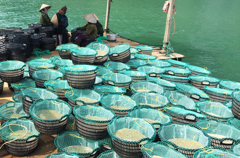 Mỗi ngày, Công ty TNHH Quan Minh cung ứng hơn 2.000 m3 cát xốp cho ngư dân Vân Đồn xuống giống ngao giá