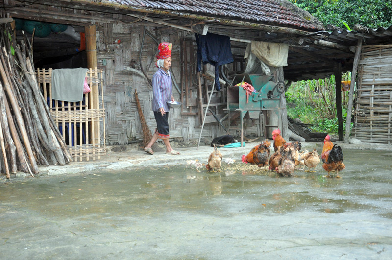 Ngoài đi rừng khai thác lâm sản, bà Vòong Sám Múi, xóm Lý Pủi hàng ngày ở nhà chăm sóc đàn gà.