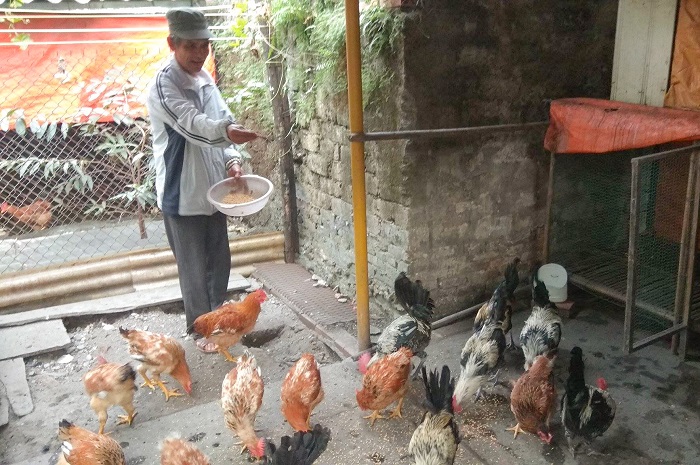 Hộ ông Vũ Đình Thường ở tổ 2, khu Lê Hồng Phong, phường Cẩm Tây, TP Cẩm Phả được hỗ trợ đàn 50 con gà, vịt giống từ mô hình