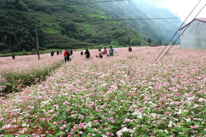 Cứ vào tháng 11 là người dân các tỉnh lại háo hức về Hà Giang để thưởng thức một mùa hoa tam giác mạch đẹp giữa nơi núi rừng hùng vĩ.