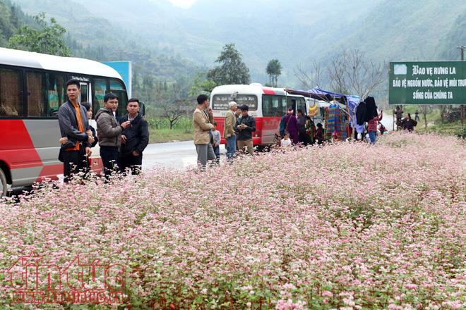 Nhiều năm qua, loài hoa này đã trở thành nguồn cảm hứng thu hút du khách mọi miền đất nước đến Hà Giang tham quan.