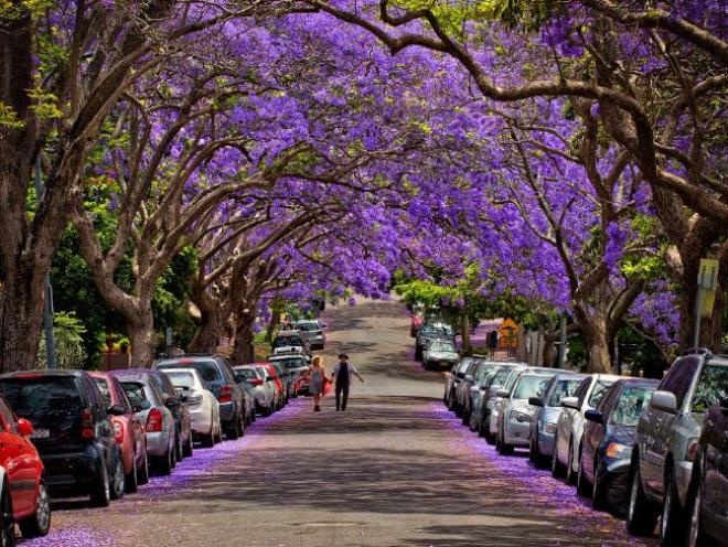 Kiribilli, một khu vực ngoại ô khác của Sydney cũng là nơi du khách nên ghé qua nếu muốn chiêm ngưỡng sắc hoa phượng nhuộm tím những con đường. Ảnh: Supplied.