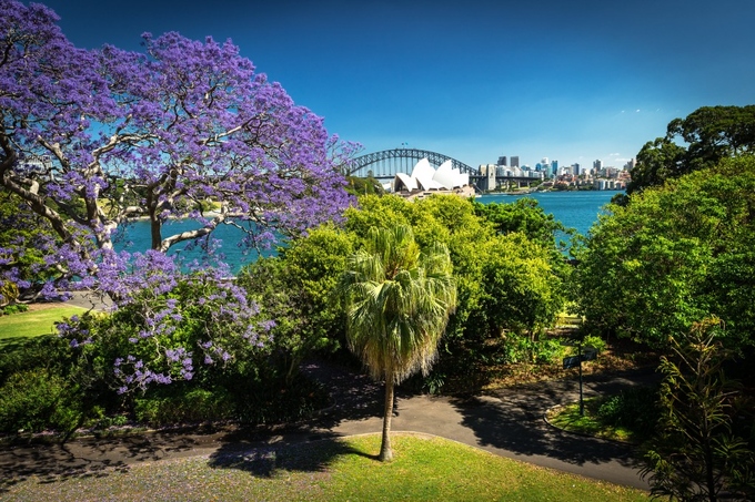 Ba biểu tượng của Sydney cùng tập hợp: Cầu cảng Sydney, nhà hát Opera House hình những cánh buồm trắng phau và cây phượng tím nở rực một góc trời. Ảnh: Hamilton Lund.