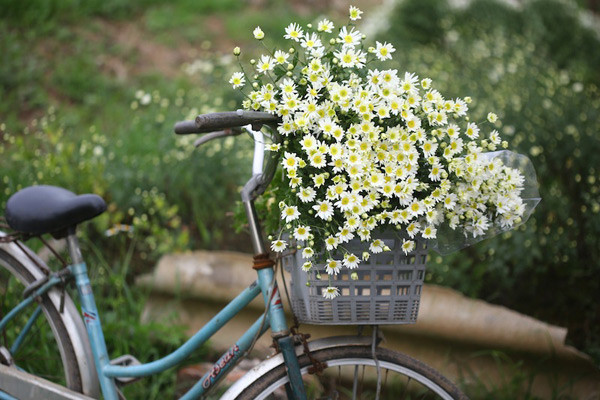  Cúc họa mi là loài hoa trắng tinh khôi bất chấp cái lạnh đầu đông để bung mình khoe sắc. Chẳng ai biết từ bao giờ loài hoa đặc biệt này trở thành 1 thứ hoa đặc biệt của Hà Nội báo cho mùa đông sắp tới.