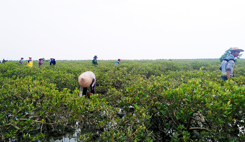 Trồng rừng bổ sung thuộc dự án “gây bồi tạo bãi và trồng cây ngập mặn bảo vệ đê thôn 1, xã Hải Đông, TP Móng Cái. Ảnh: Hoàng Nga