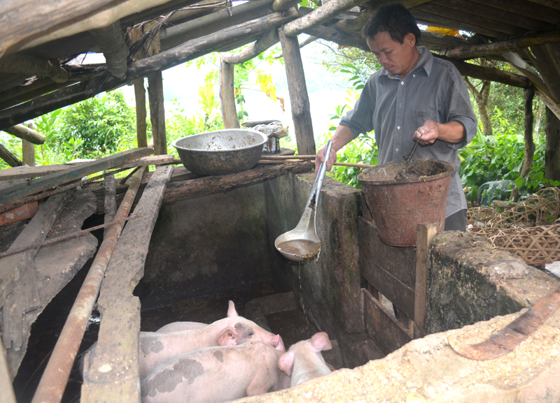 Đàn lợn của anh Đặng Văn Minh, thôn Sơn Hải chết 2 con, do lợn bị lạnh vì chuồng lợn trống hoác xung quanh và cả trên mái