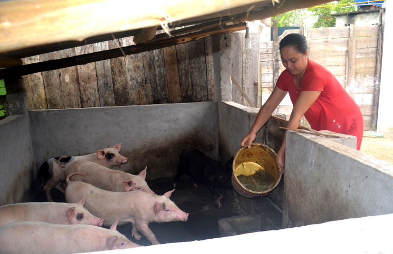 Đàn lợn của bà Tô Thị Hường, cùng thôn Sơn Hải phát triển tốt hơn do chuồng lợn kín đáo hơn