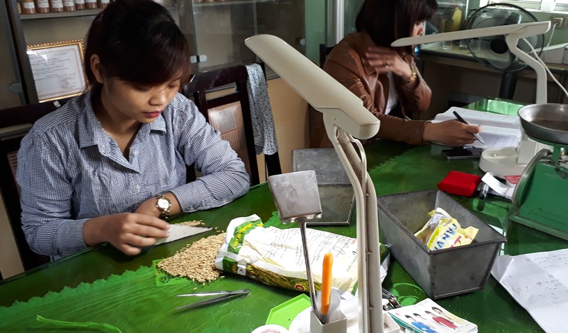 Nhân viên Công ty CP Giống cây trồng Quảng Ninh đang tiến hành công đoạn chọn giống. 