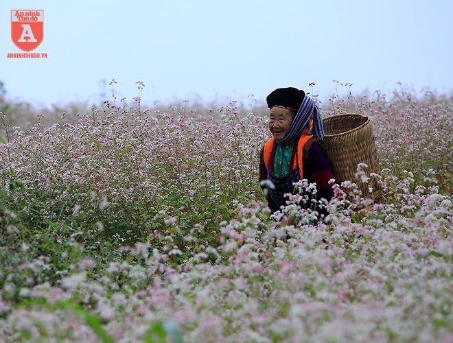  Chỉ khi đến Hà Giang, du khách mới thực sự cảm thấy mãn nguyện khi được ngắm hoa Tam giác mạch với những sắc màu của thổ cẩm của đồng bào 