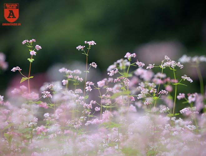  Những nụ hoa nhỏ bé, mỏng manh tô điểm cho Hà Giang cái tình mà không phải chốn núi non nào cũng có 