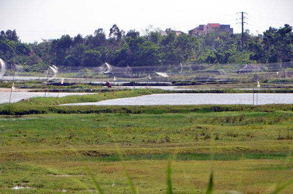 Những tấm lưới giăng bẫy chim được giăng mắc trên các cánh đồng phường Trà Cổ. Ảnh: Danviet.vn