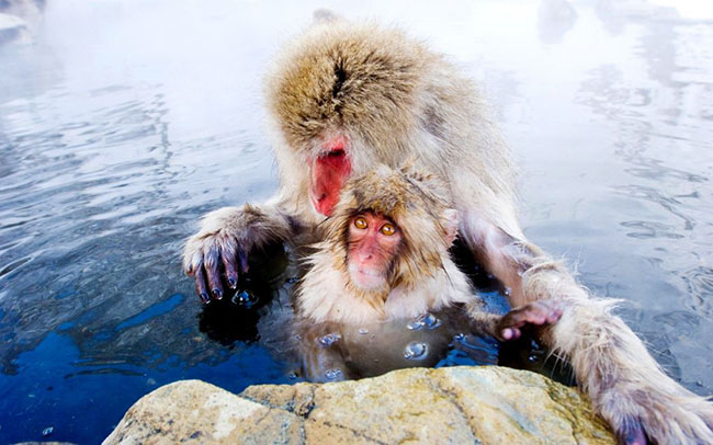 Công viên khỉ Jigokudani, Nhật Bản: Jigokudani có thể không phải là phong cảnh mùa đông ấn tượng nhất ở Nhật Bản, nhưng tại nơi này vào mùa đông không thể thiếu những chú khỉ tuyết tắm trong suối nước nóng. Sẽ có một sức mạnh hấp dẫn nhiều du khách thích thú với cảnh tượng này.