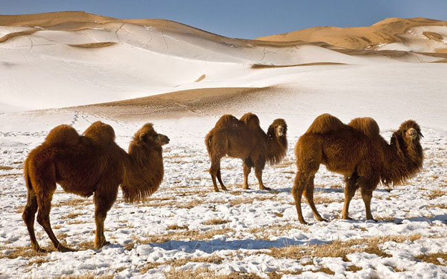 Sa mạc Gobi, Mông Cổ: Đến với Sa mạc Gobi vào mùa đông, du khách sẽ ngẫn ngơ trước một phong cảnh hung vĩ với những đồi cát lớn phủ đầy tuyết đồng thời còn được hòa mình vào lễ hội lạc đà với các cuộc đua lạc đà và thi đấu polo. Nếu bạn thích tham gia vào cuộc đua, bạn cũng sẽ được chào đón, được cưỡi lên một con con lạc đà và tham gia cuộc diễu hành