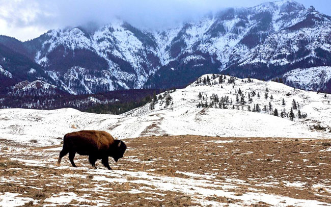 Vườn quốc gia Yellowstone, Hoa Kỳ: Đỉnh núi lửa lớn Yellowstone là nơi trú ngụ của bò rừng bison có từ thời tiền sử. Trong những tháng mùa đông, khi những khu vực cao hơn được bao phủ bởi một lớp tuyết dày, bò rừng di cư đến những nơi thấp hơn, nơi nó dễ dàng tìm ra cỏ. Đây là thời điểm cho những người yêu động vật hoang dã đến chiêm ngưỡng cảnh quan thiên nhiên tuyệt đẹp cũng như thỏa thích ngắm nhìn bò rừng, gấu, hươu, sói và linh dương.
