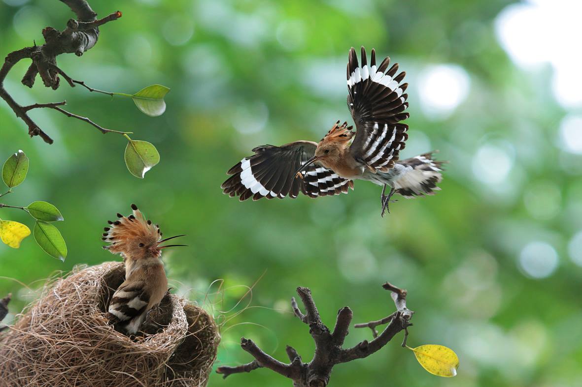 Chim đầu rìu ở rừng Bãi Soi, phường Bắc Sơn, TP Uông Bí về tổ. 