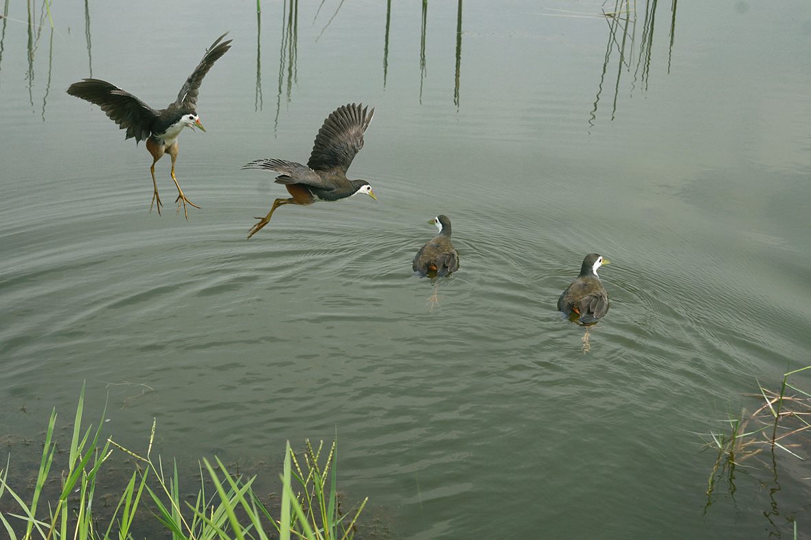 Chim sít ở Điền Công.