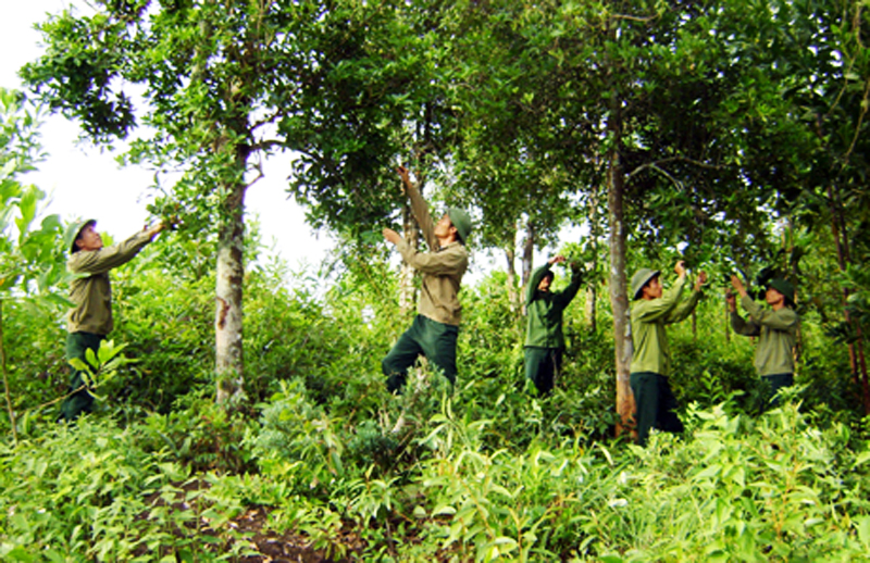 Cán bộ Đoàn kinh tế Quốc phòng 327 trồng, chăm sóc rừng Bắc Hải Sơn, TP Móng Cái. Ảnh Đoàn KTQP 327