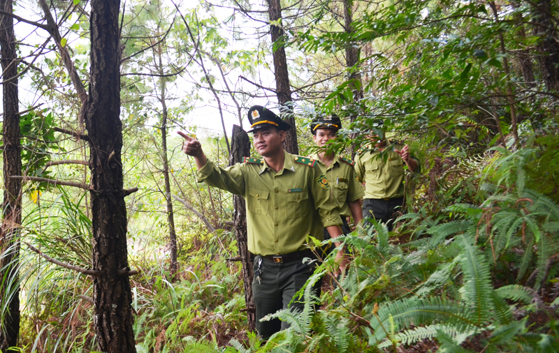 Cán bộ Hạt kiểm lâm TP Móng Cái tuần tra, kiểm soát trên diện tích rừng trên địa bàn xã Bắc Sơn do Đoàn 327 giao trả trên địa bàn xã Bắc Sơn