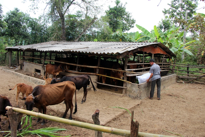 Nhờ vốn hỗ trợ sản xuất đến nay, gia đình anh Chìu Văn Năm, xã Thanh Lâm, đã phát triển và nhân rộng đàn bò nuôi tập trung lên gần 20 con.
