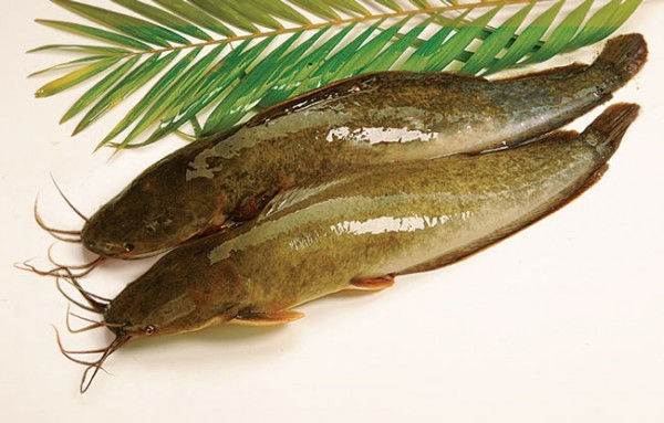 Cá Trê là một trong những loại cá da trơn rất bổ dưỡng