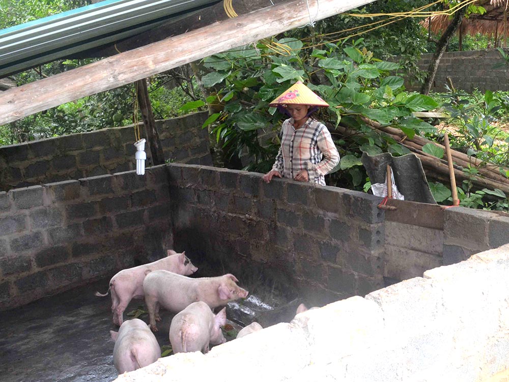 Vợ chồng anh Triệu A Si, thôn Khe Mằn, xã Đồn Đạc, huyện Ba Chẽ sau khi làm nhà theo Chương trình 167, họ được hỗ trợ thêm lợn giống từ nguồn xây dựng nông thôn mới