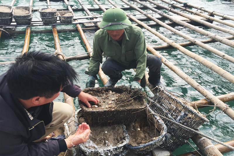 Cán bộ phòng Nông nghiệp huyện Vân Đồn kiểm tra con giống tại lồng nuôi thủy sản thuộc xã Bản Sen, huyện Vân Đồn