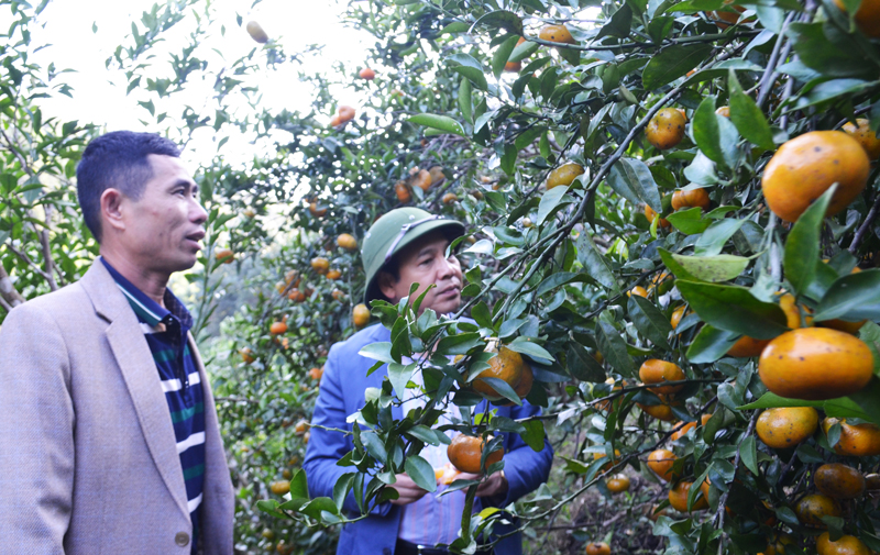  Đồng chí Đặng Huy Hậu thăm mô hình trồng cam của anh Trần Văn Hậu, HTX nông trang Vạn Yên