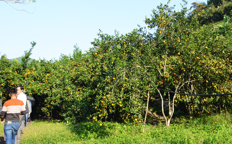 Vùng cam Vạn Yên đang vào mùa thu hoạch, các cây đều sai quả