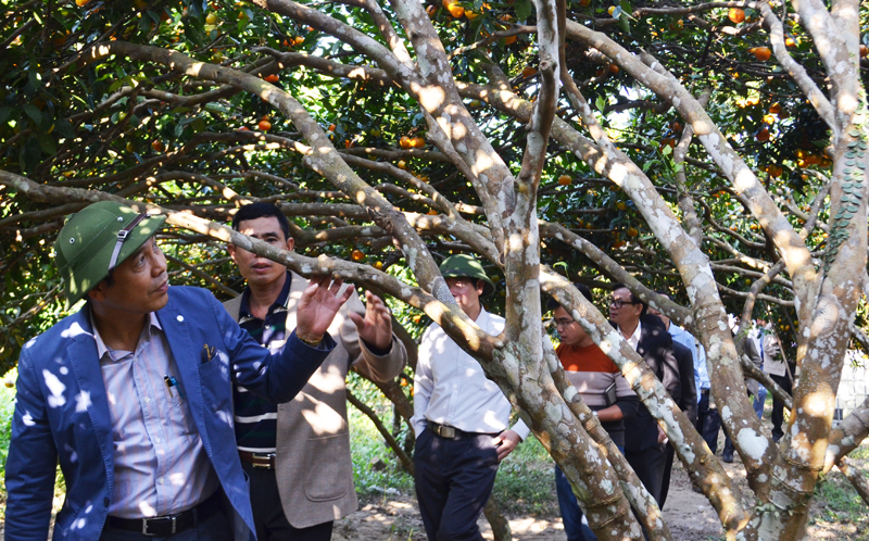 Đồng chí Đặng Huy Hậu đề nghị người dân tỉa bớt cành, quả đối với các cây cam nhiều tuổi, đã cho thu hoạch nhiều năm nhằm đảm bảo chất lượng quả, bảo vệ cây