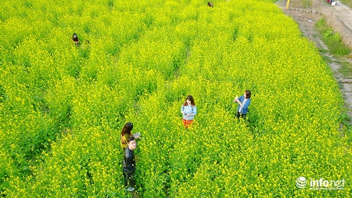 Những ngày này, cánh đồng hoa cải bên quận Long Biên bắt đầu khoe sắc với màu vàng rực rỡ.